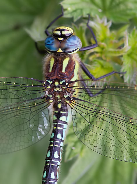 hairy dragonfly