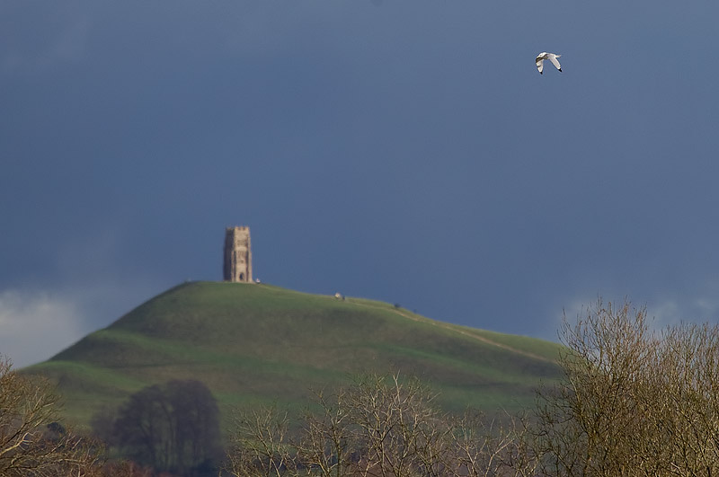 Kittiwake over Glastonbury Tor