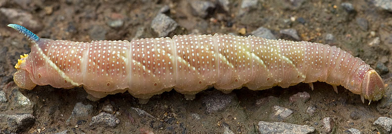 lime hawk moth larva