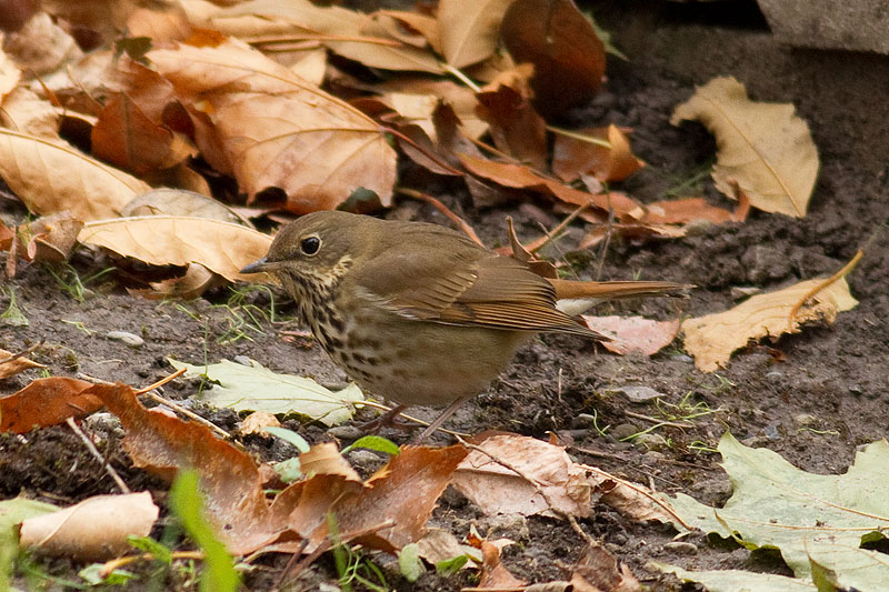 hermit thrush