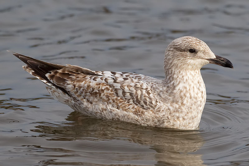 herring gull