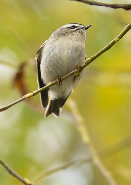 golden-crowned kinglet