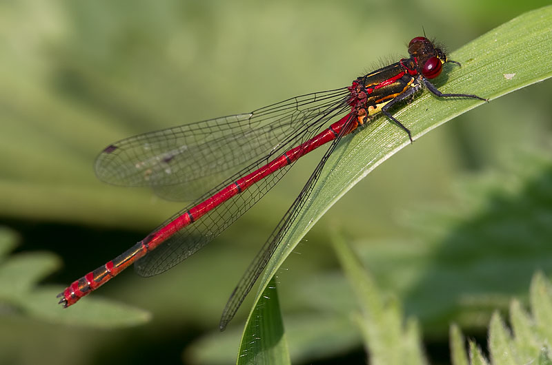 large red damselfly