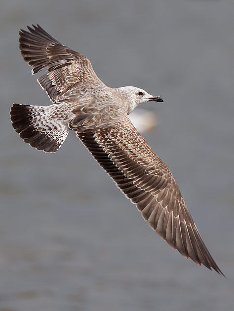lesser black-backed gull