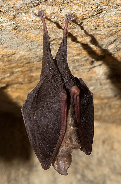 lesser horseshoe bat