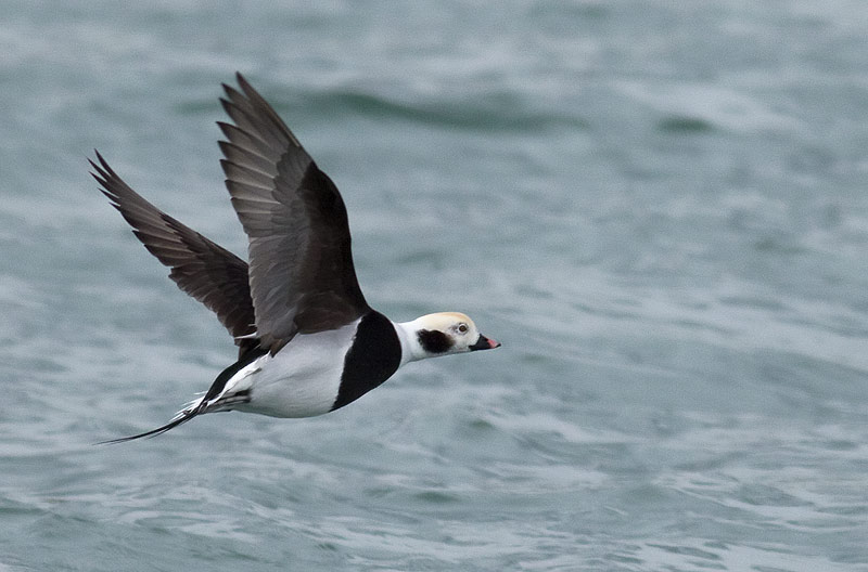 long-tailed duck