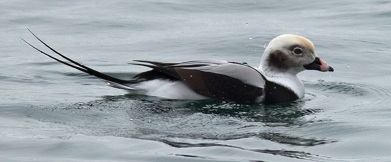 long-tailed duck