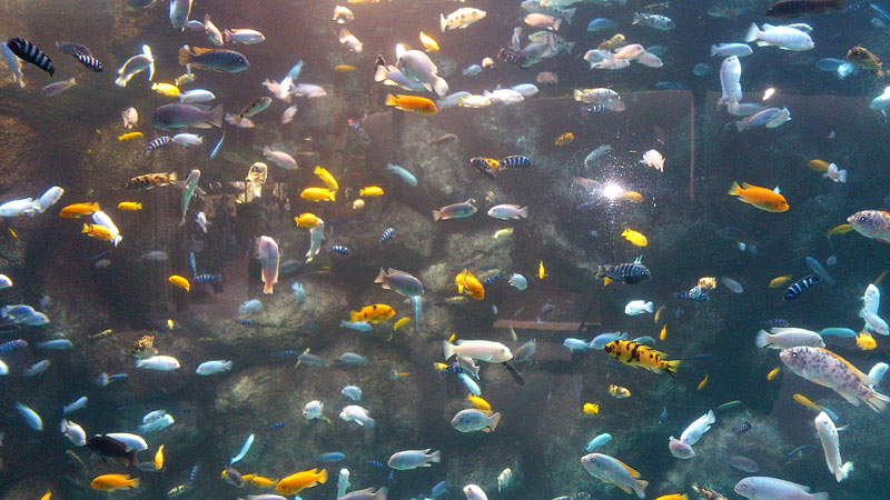 Lake Malawi cichlids