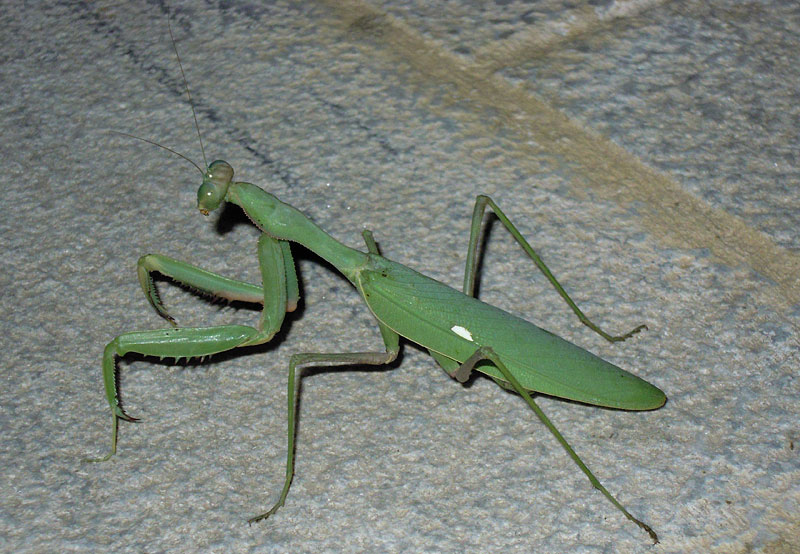 praying mantis