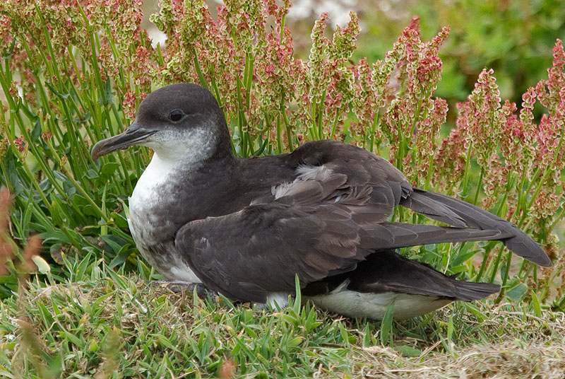 Manx shearwater