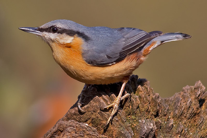 nuthatch