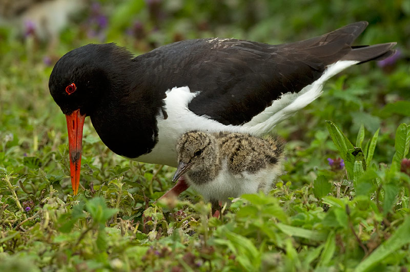 Oystercatcher