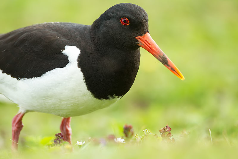 Oystercatcher