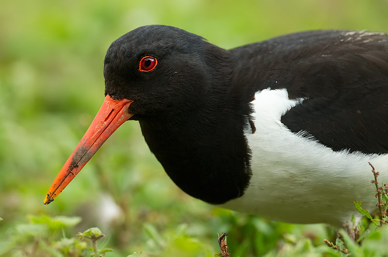 Oystercatcher