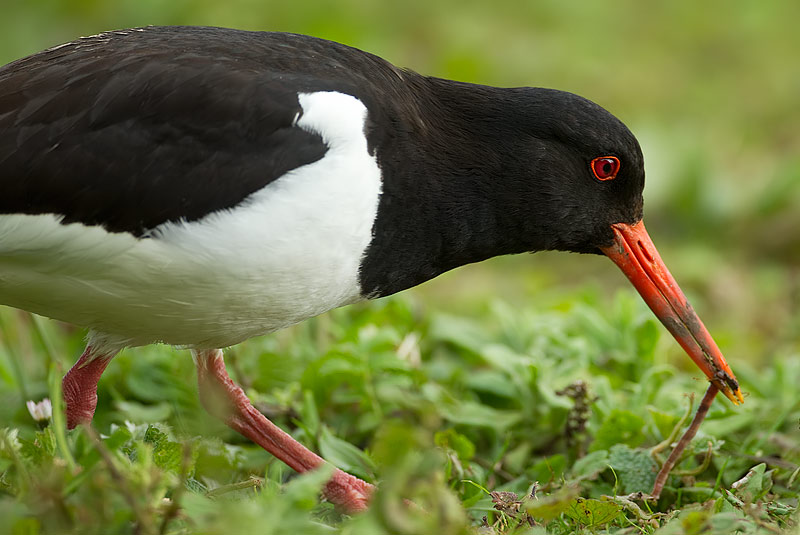 Oystercatcher