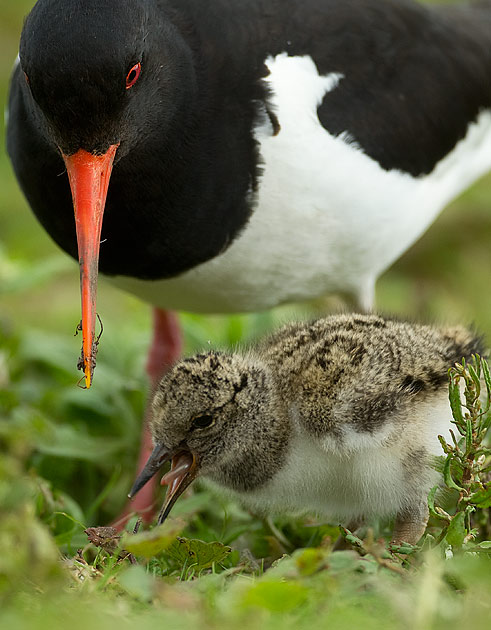 Oystercatcher