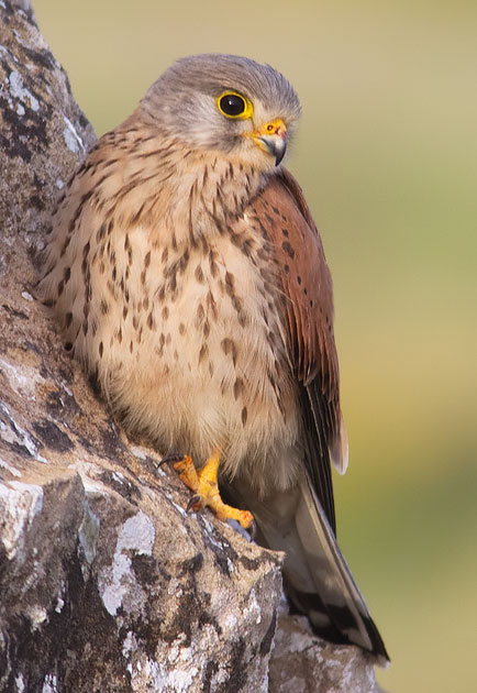 kestrel