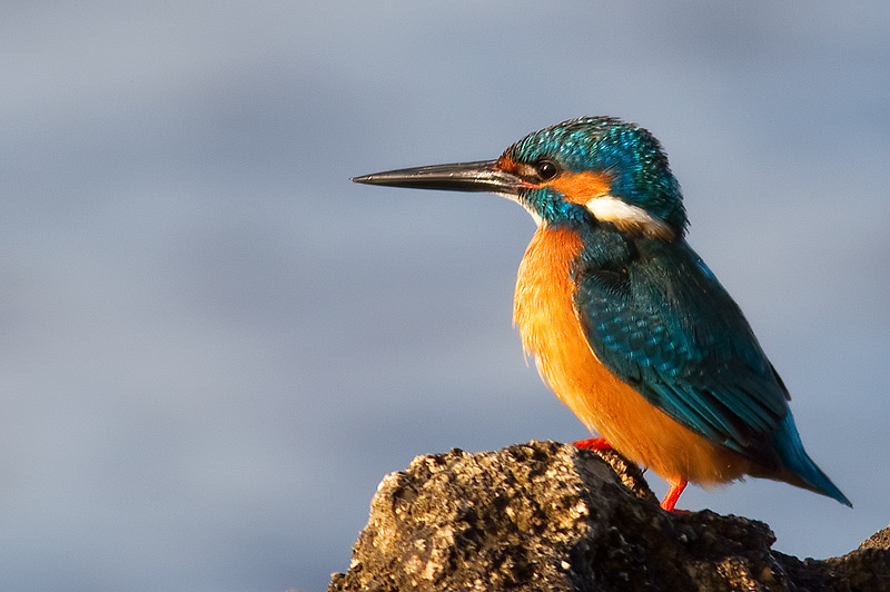 kingfisher