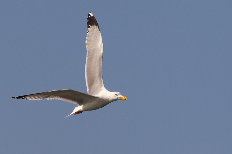 yellow-legged gull