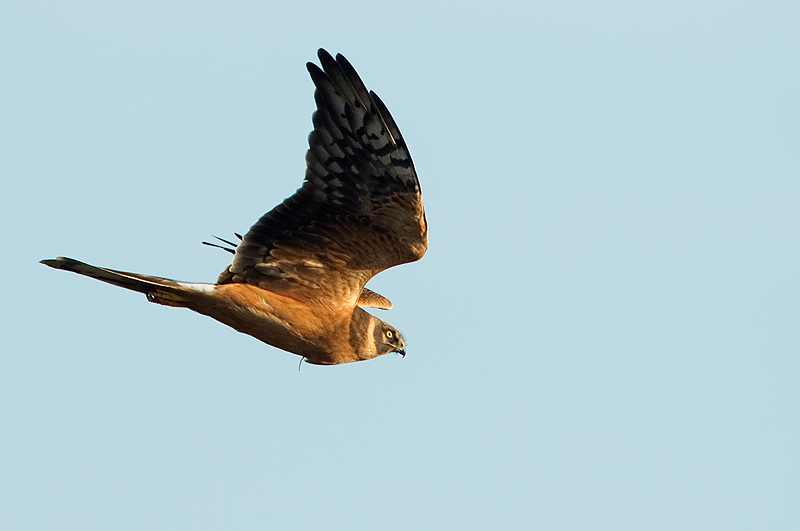 pallid harrier