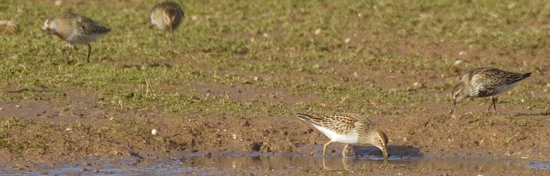 pectoral sandpiper