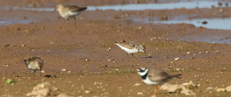 semipalmated sandpiper