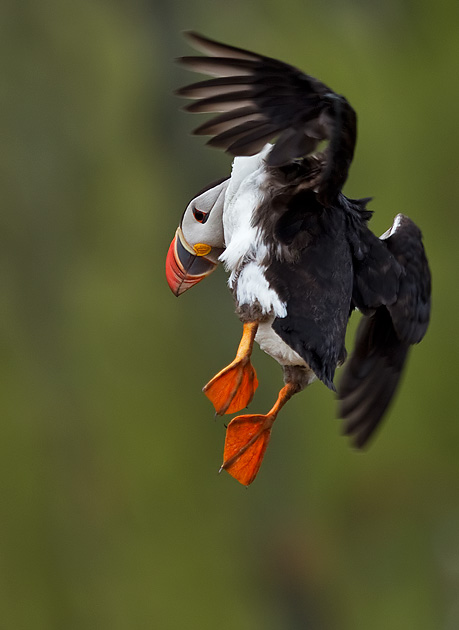 puffin