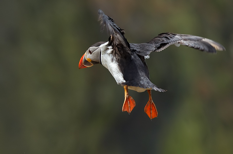 puffin