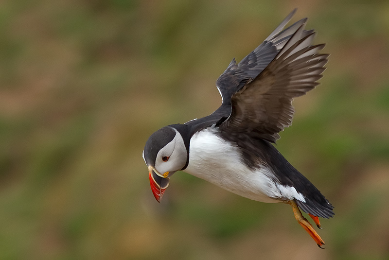 puffin