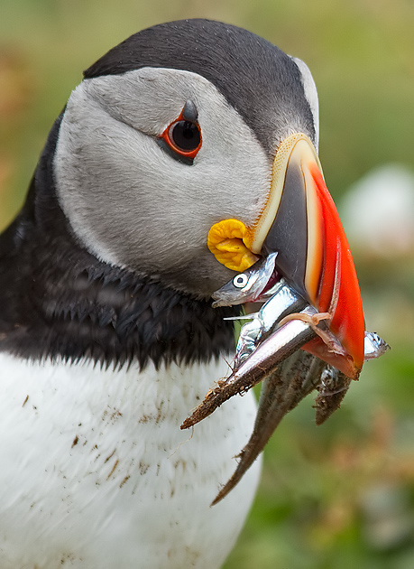 puffin