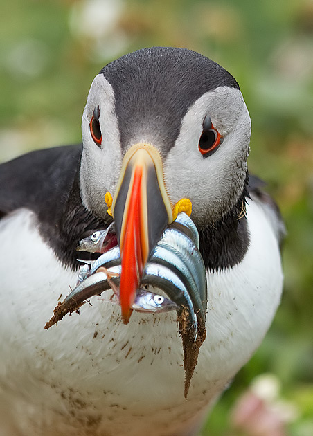 puffin