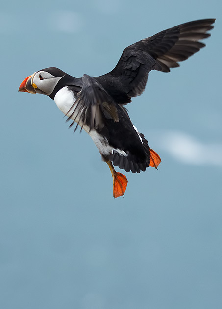 puffin