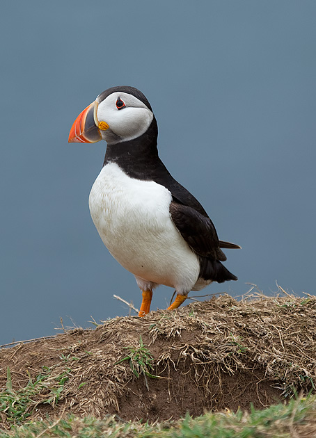 puffin