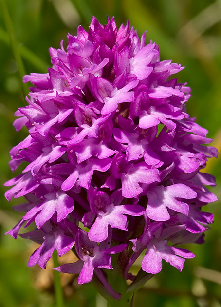 pyramidal orchid