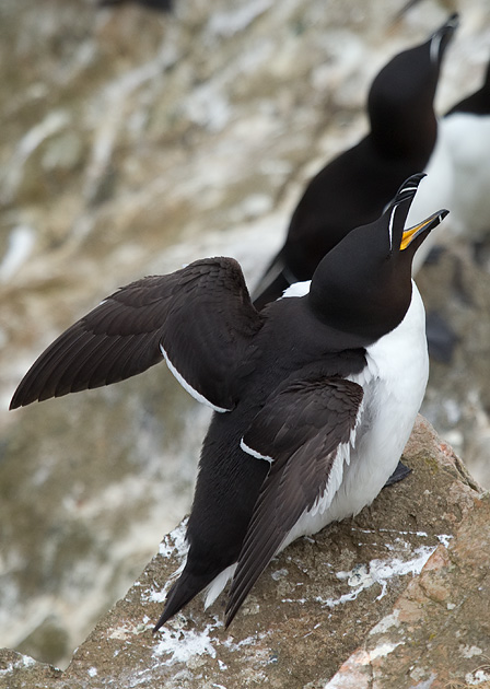 razorbill