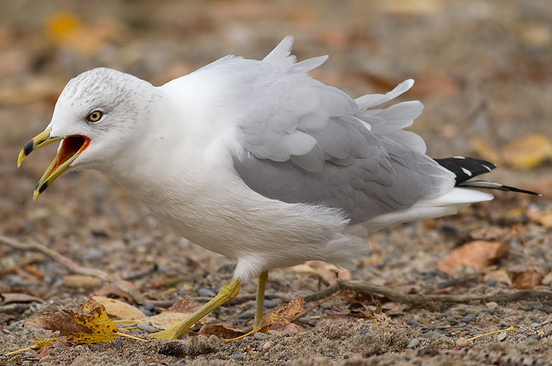 ring-billed gull