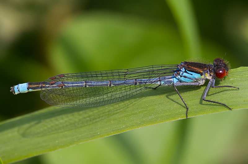 red-eyed damselfly
