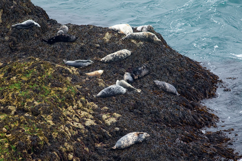 grey seals