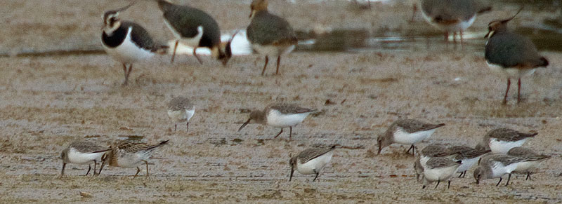 sharp-tailed sandpiper