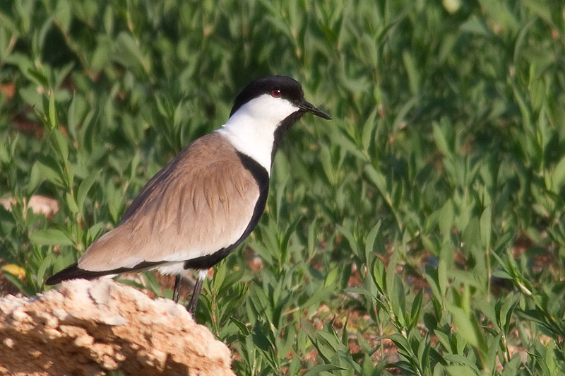 spur-winged plover