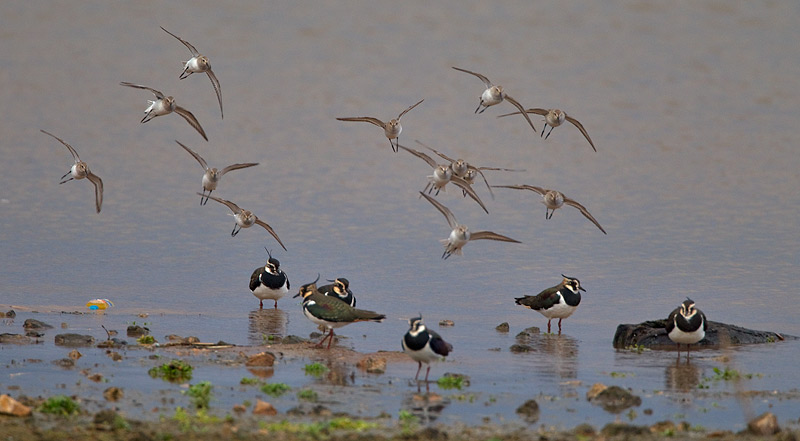 dunlin and lapwing