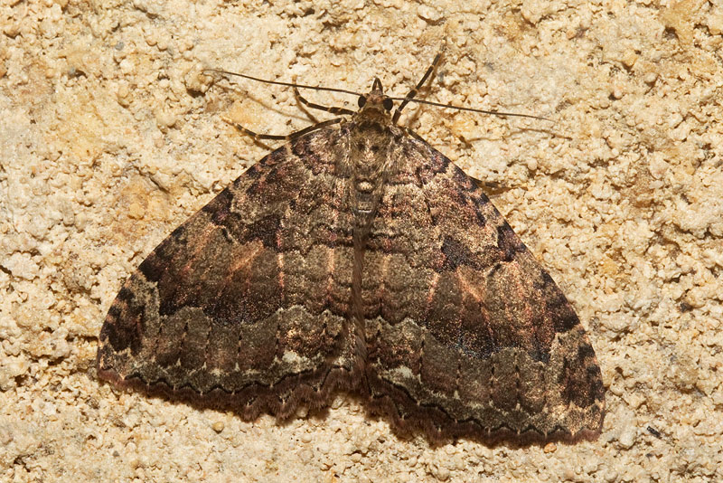 tissue moth