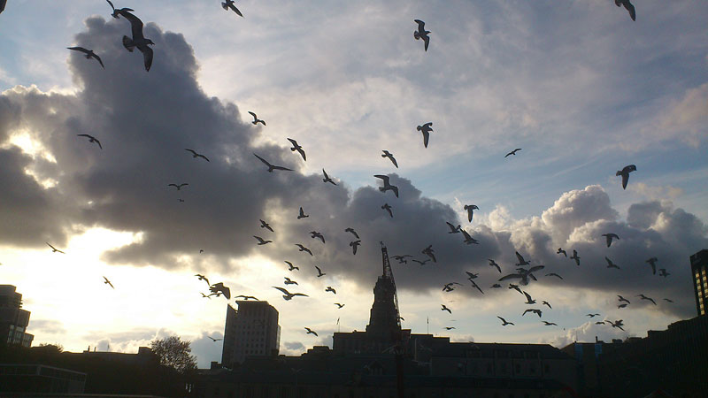 ring-billed gulls