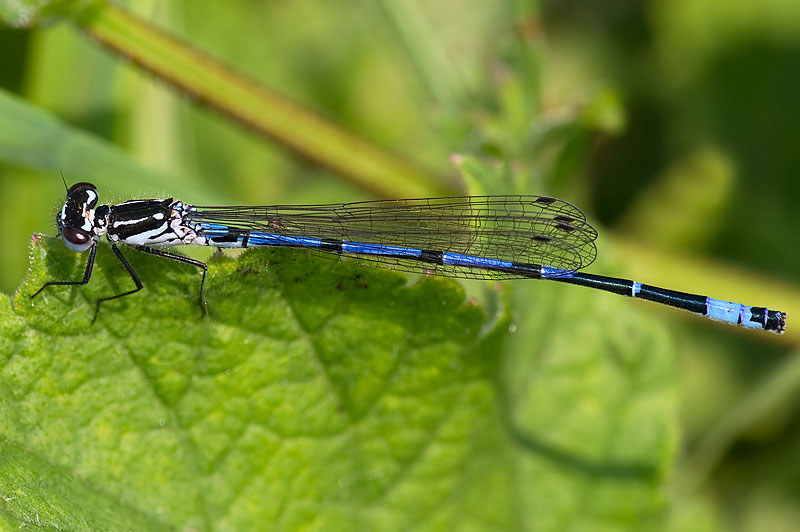 variable damselfly