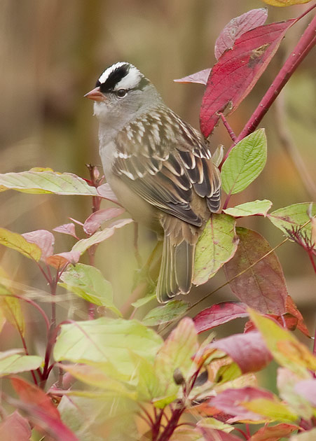 white-crowned sparrow