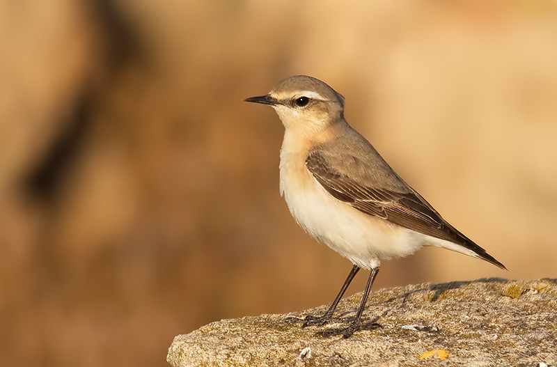 wheatear