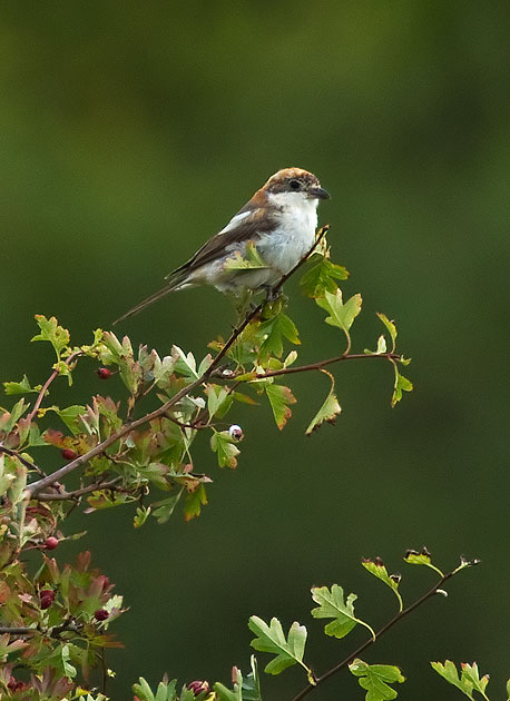 woodchat shrike