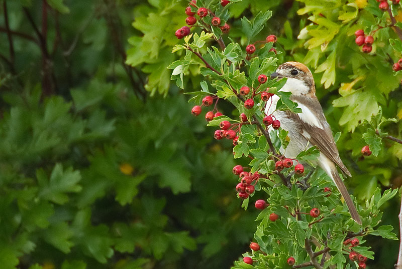 woodchat shrike