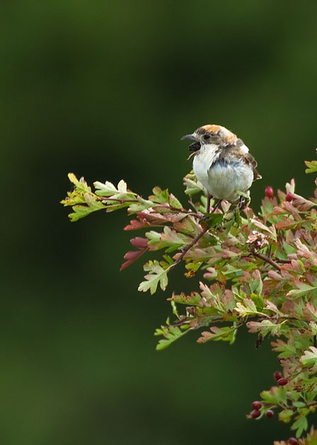 woodchat shrike