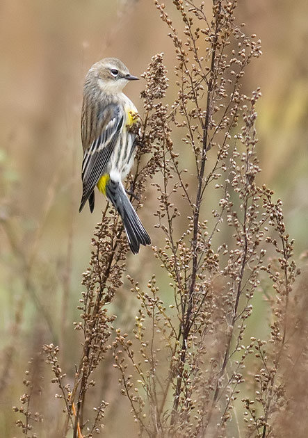 yellow-rumped warbler